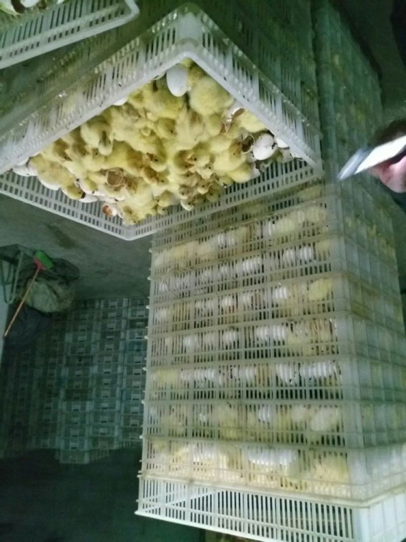 鹅苗250g以下