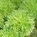 苦菊10~12cm