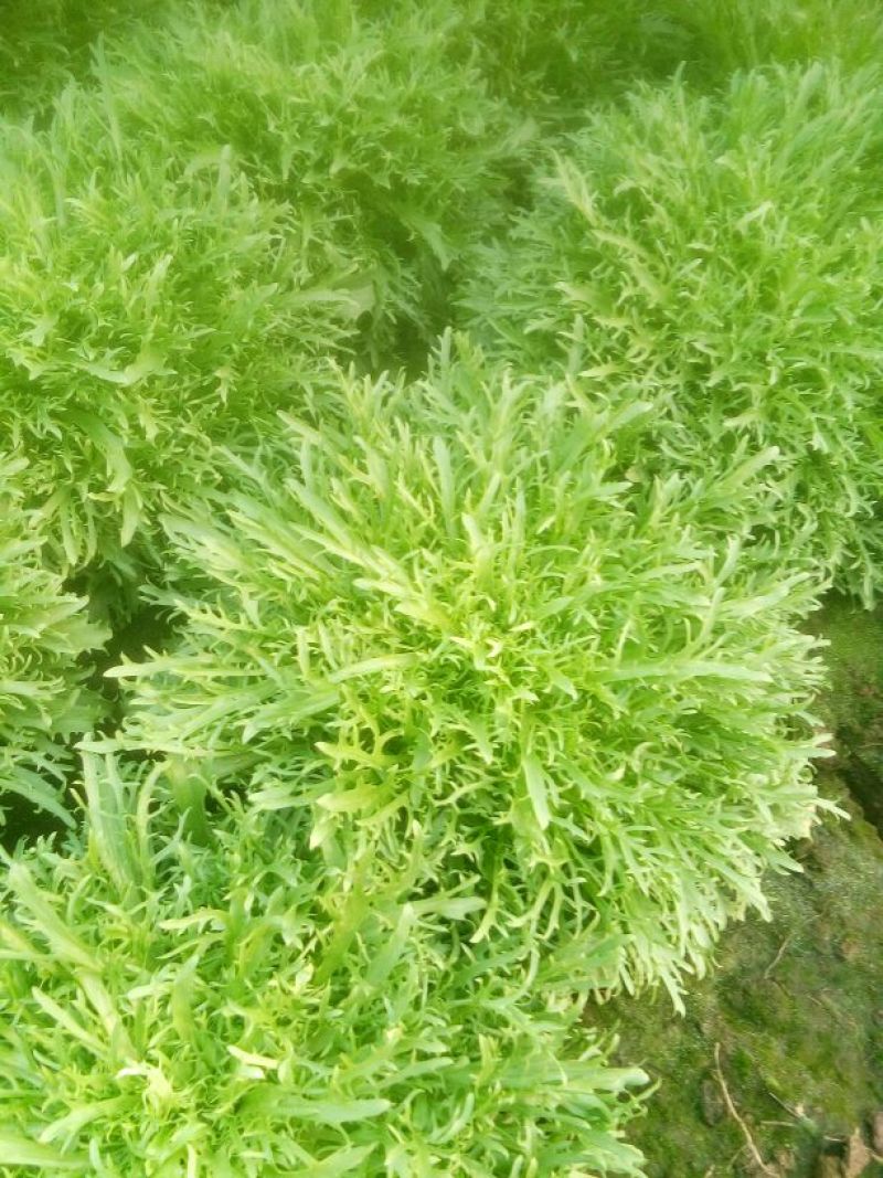 苦菊10~12cm