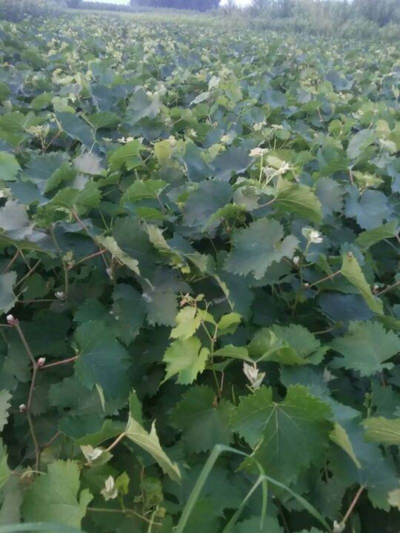 夏黑葡萄苗80~110cm2年