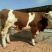 西门塔尔牛犊100~200kg