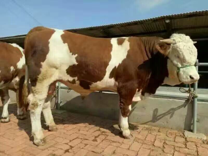 西门塔尔牛犊100~200kg