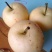 红香酥梨树苗1~4cm100~150cm