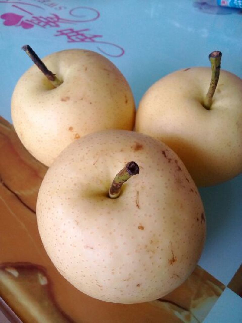 红香酥梨树苗1~4cm100~150cm