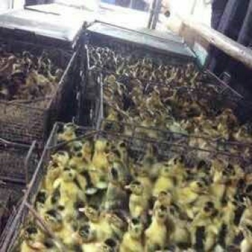 狮头鹅苗250g以下