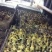 狮头鹅苗250g以下