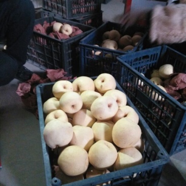 梨光果300~350g