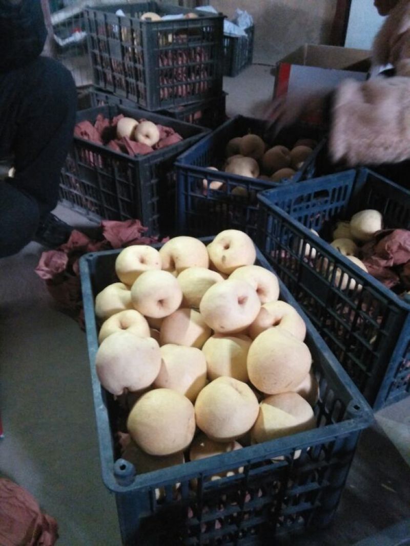 梨光果300~350g