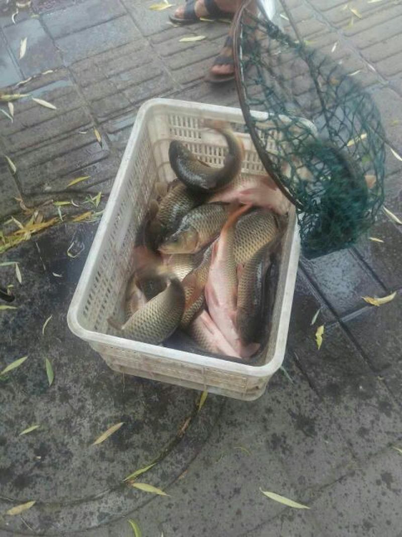 鲤鱼食用2~3公斤