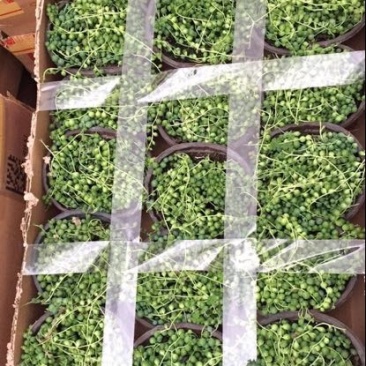 多肉植物