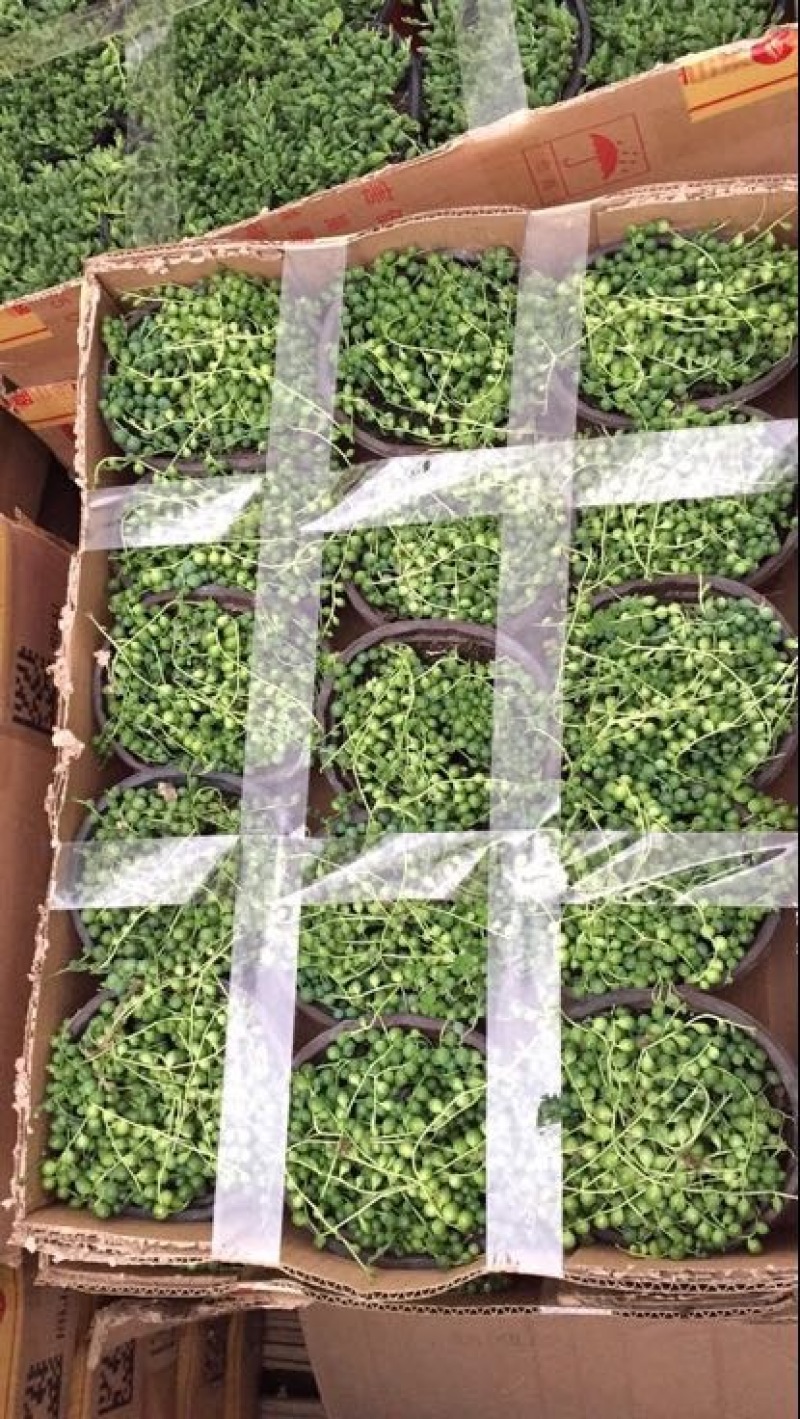 多肉植物