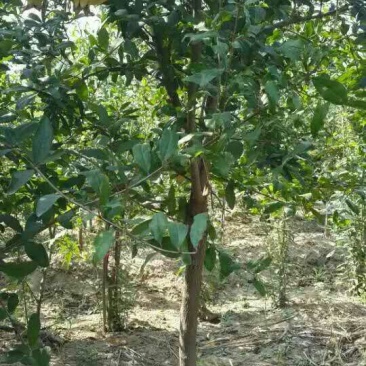 石榴苗突尼斯软子石榴树苗当年可结果产量
