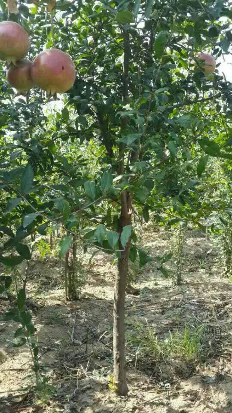石榴苗突尼斯软子石榴树苗当年可结果产量
