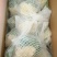 菜花1~2斤紧花乳白产地供应四季有货