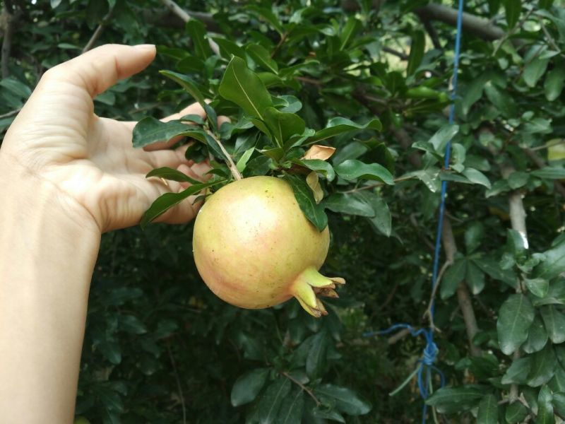 临潼贵妃石榴