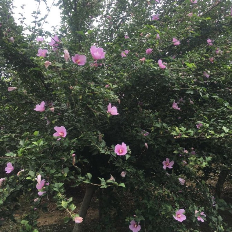 木槿