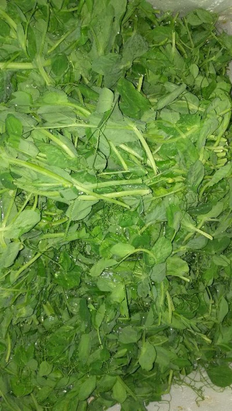 茼蒿5~10cm