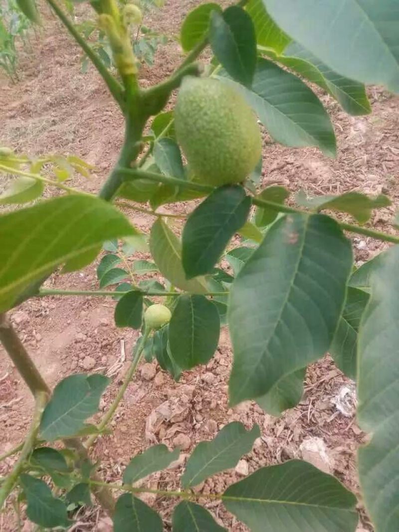 嫁接核桃苗嫁接香玲清香纸皮核
