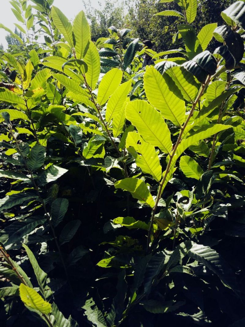 现挖现卖0.5以上大红袍花椒苗产量高效益好易成活