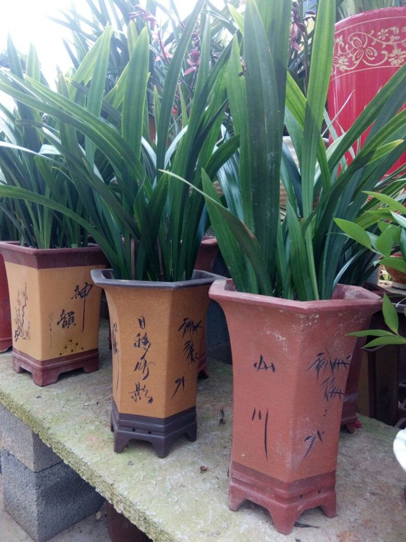 吊兰30~50cm