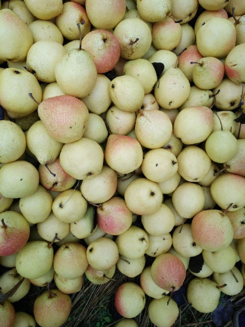 红肖梨150~200g光果