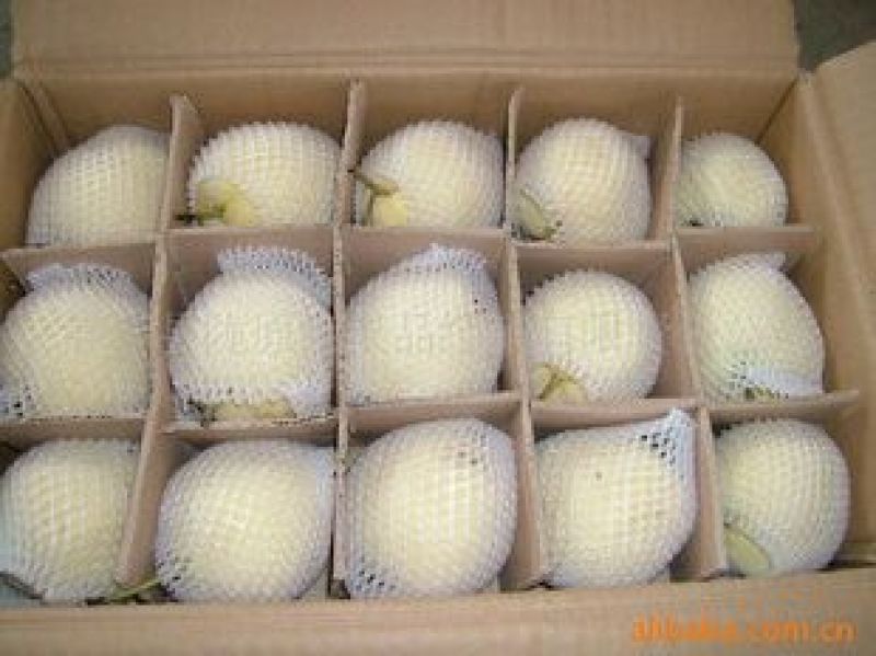 酥梨大量上市有需要的客商抓紧时间联系货美价廉