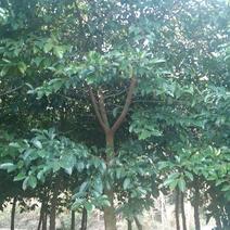 桂木树