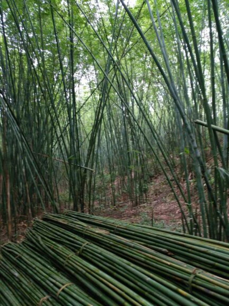 紫竹7~8m