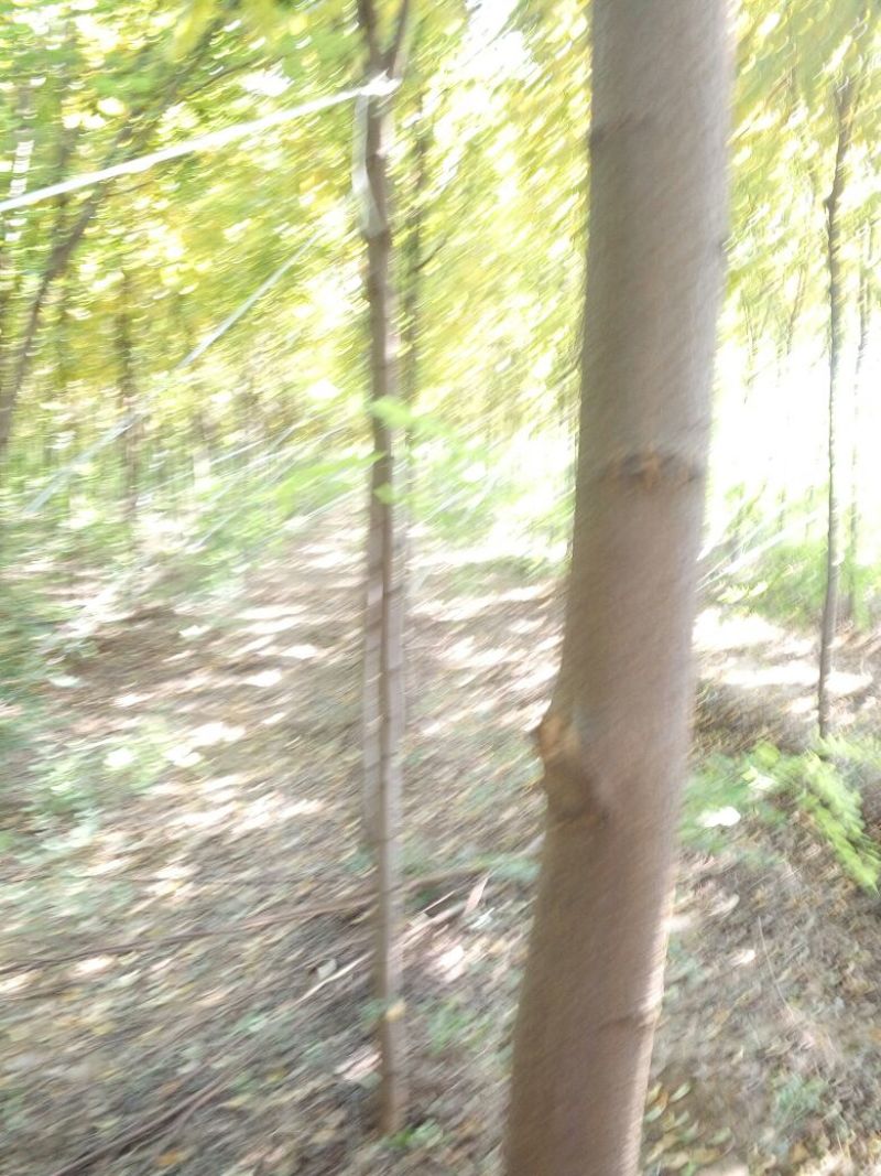 法桐1~2米6~8cm6~8cm2.5~3米