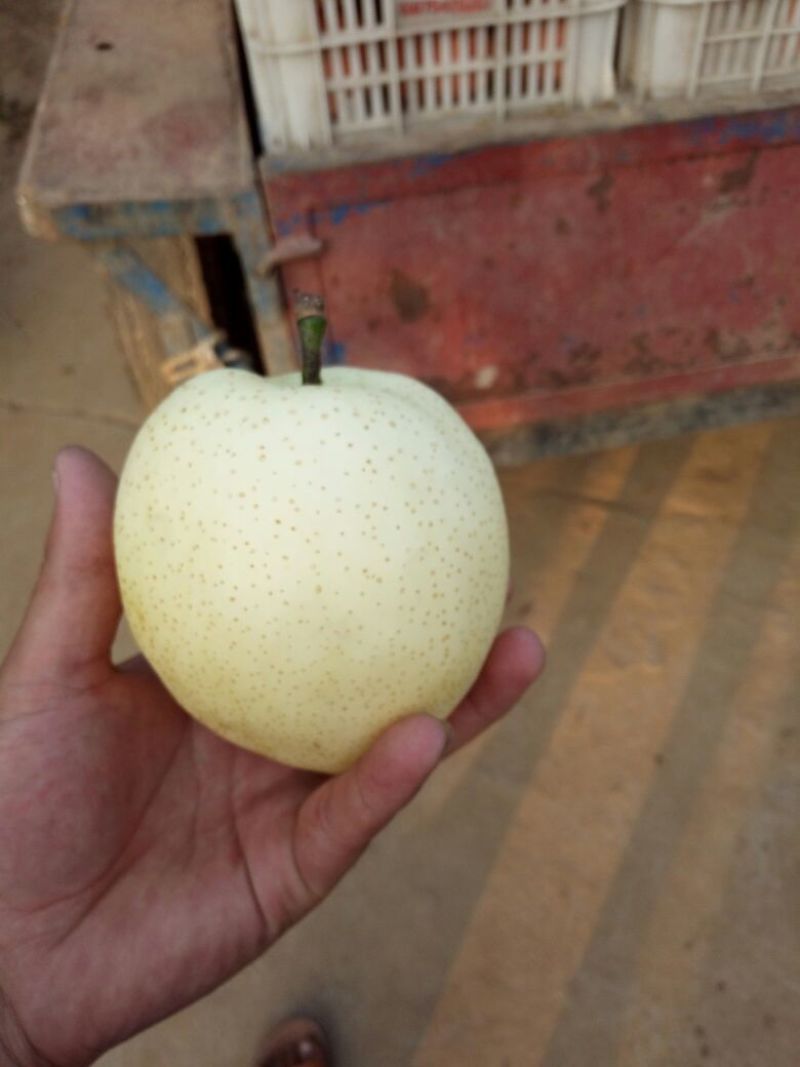 黄金梨250~300g纸袋