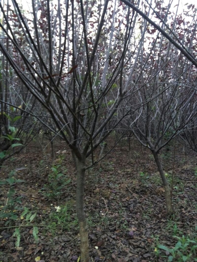 紫叶矮樱50~80cm2~4cm