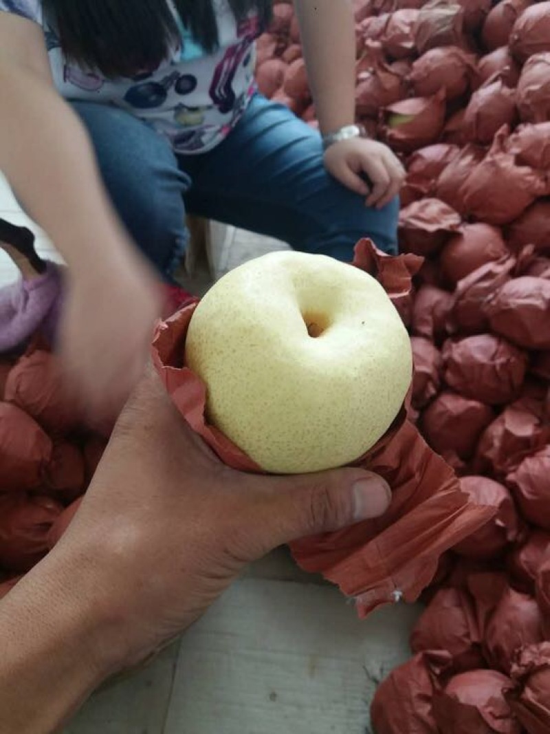 丰水梨