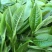 百年大树茶一级