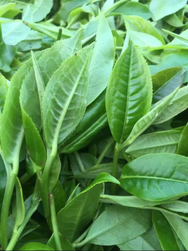 百年大树茶一级