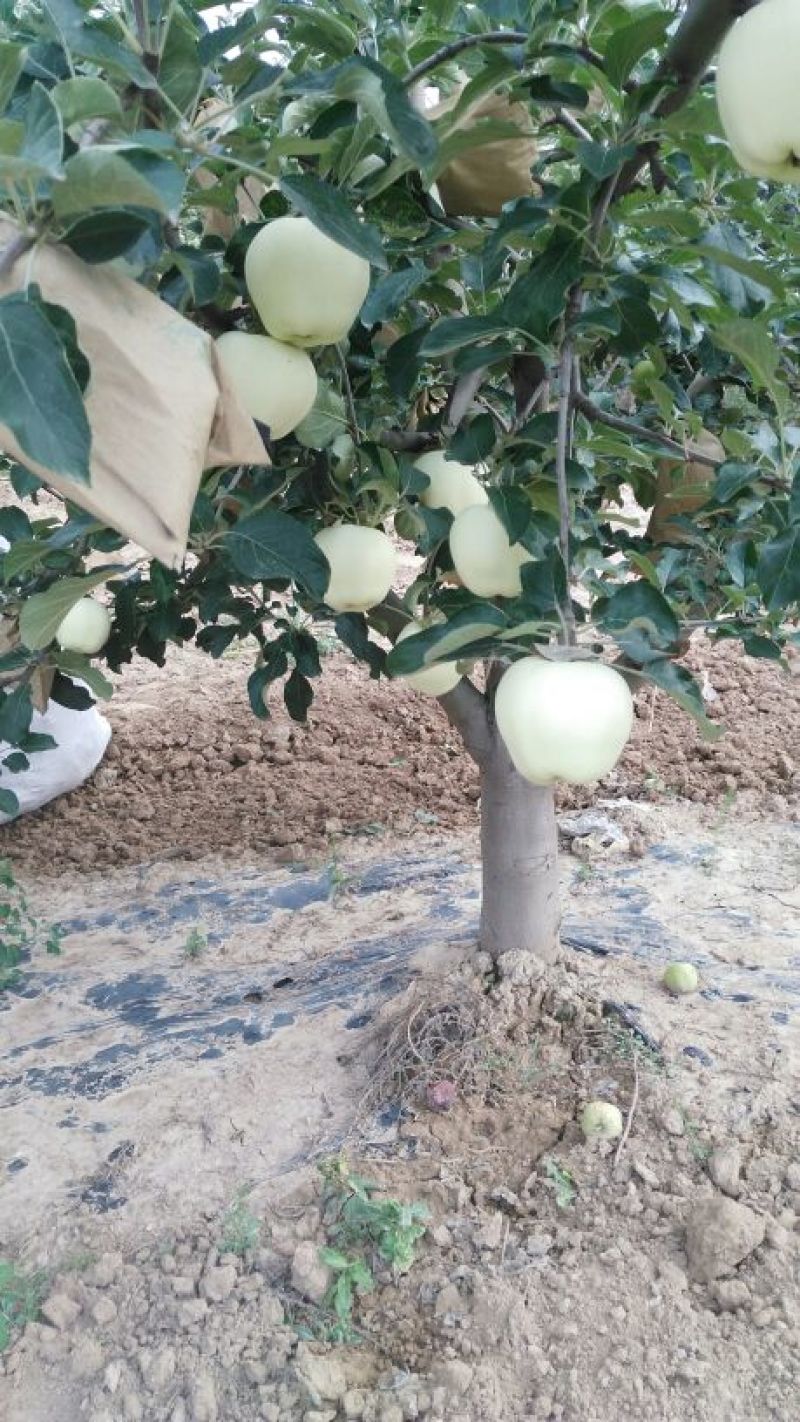 新世界苹果纸袋