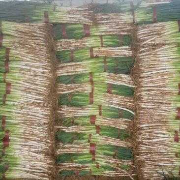 长白大葱25~30cm毛葱2cm左右