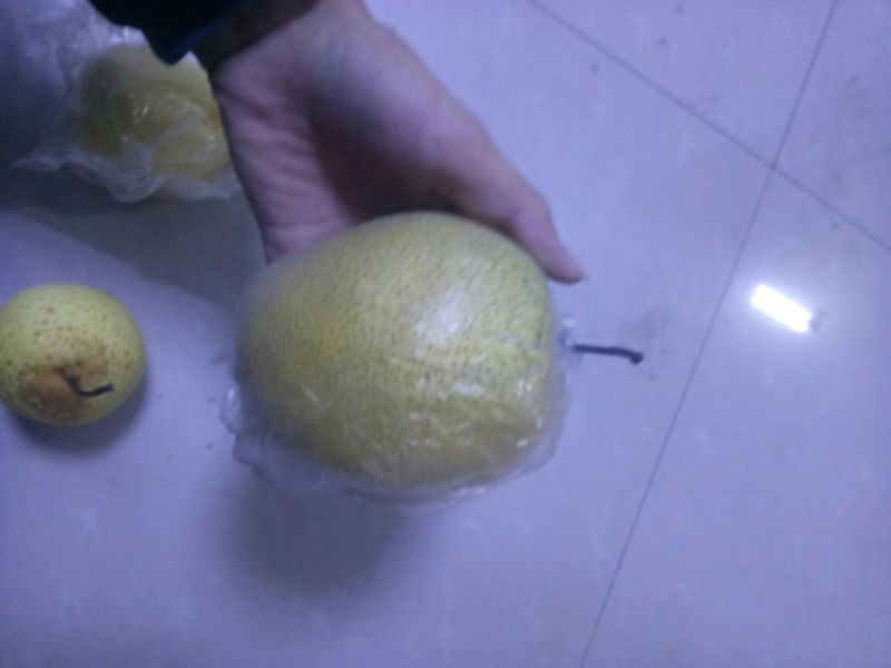 雪花梨450~500g纸箱