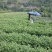 观音茶一级