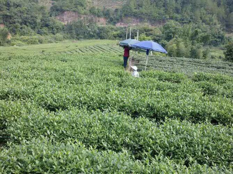 观音茶一级