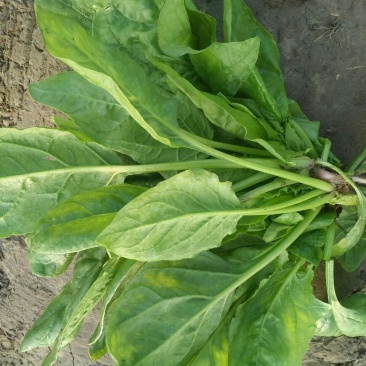 小叶菠菜10~15厘米