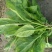 小叶菠菜10~15厘米