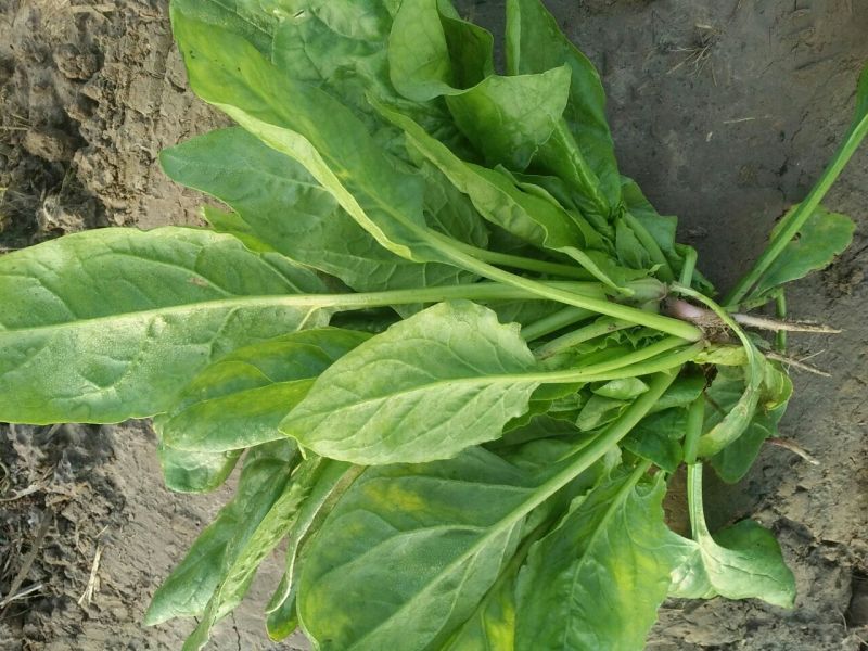 小叶菠菜10~15厘米