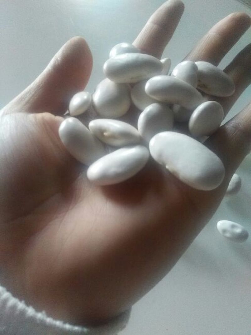 西班牙白豆