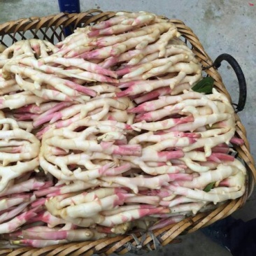 子姜