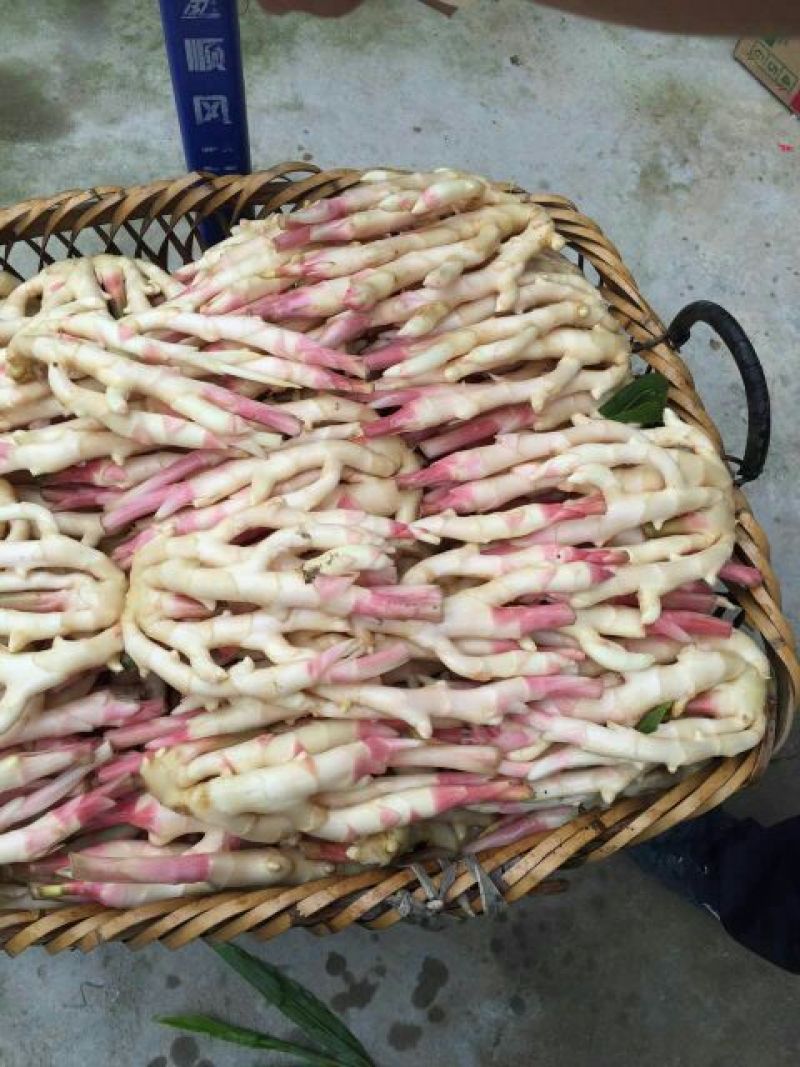 子姜