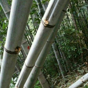 竹子15~16m