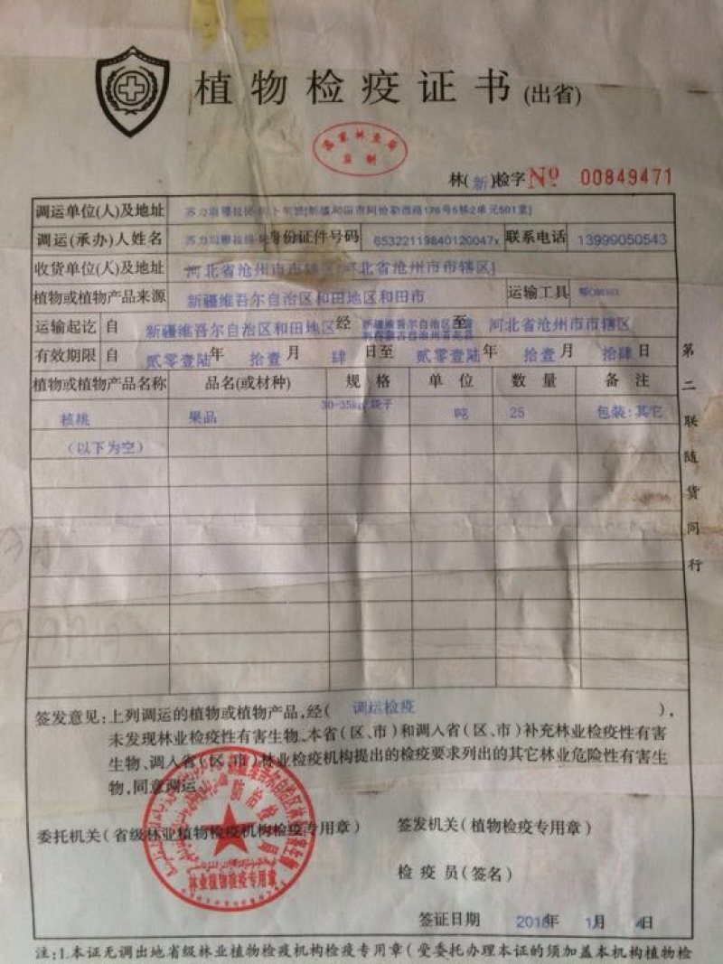 新疆核桃