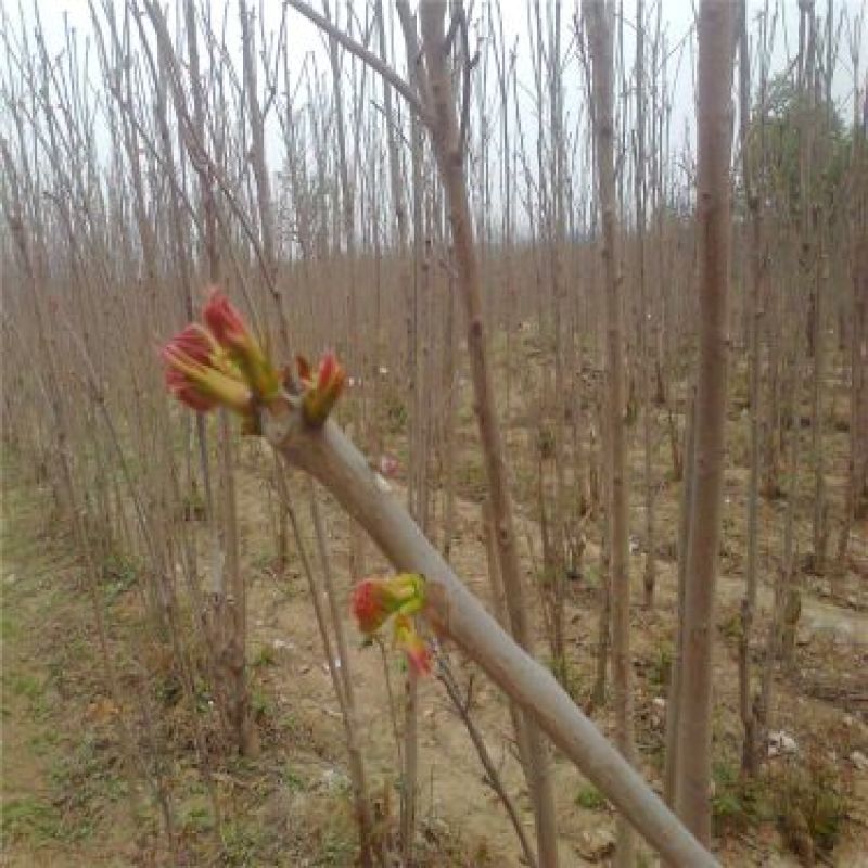 紫香椿苗70~80cm