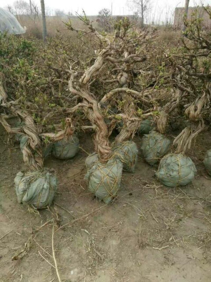 金银花1米以下