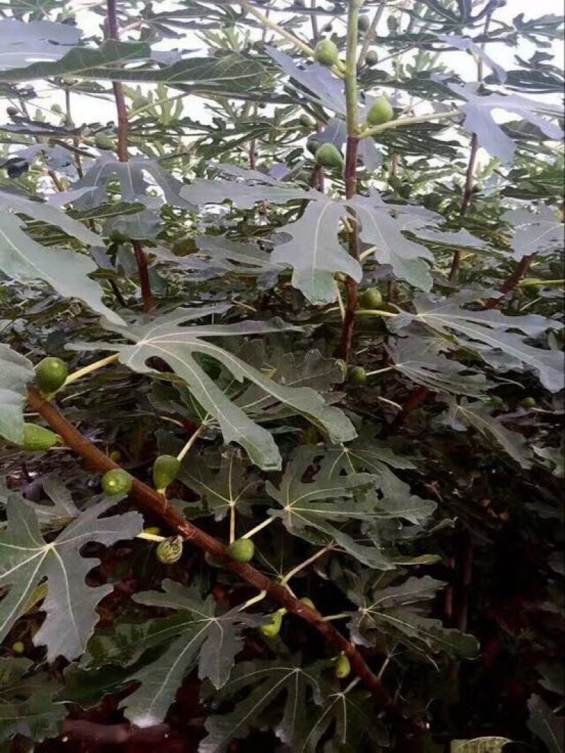 无花果树
